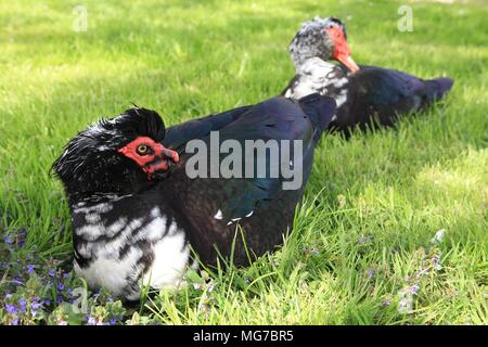 Two Muscovy ducks - Cairina moschata sitting in meadow land, muskavyduck Stock Photo