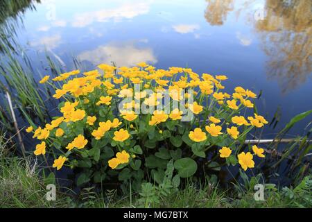 Kingcups or Yellow marsh marigold (Caltha palustris), Ranunculaceae in the Netherlands Tienhoven Stock Photo