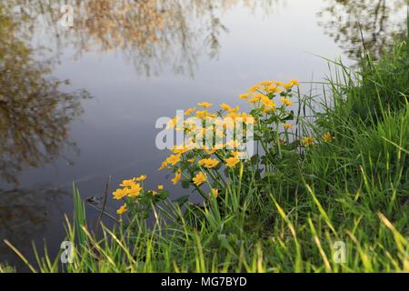 Kingcup or Yellow marsh marigold (Caltha palustris), Ranunculaceae near pond, flkowering marsh plant near water side Stock Photo