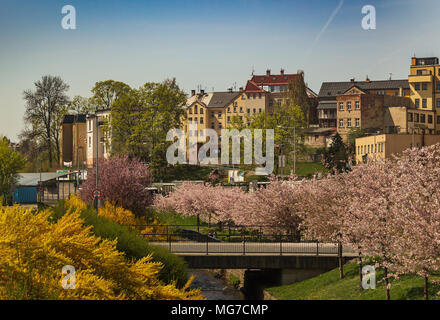 blooming trees in the middle of the city Stock Photo