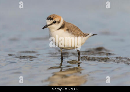 Male Kentish Plover (Charadrius alexandrinus), Boa Vista, Cape Verde Stock Photo