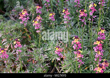 Colourful Erysimum Plant Stock Photo