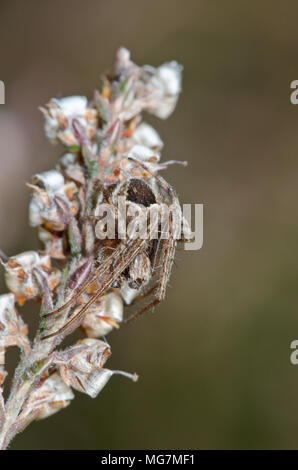 Gorse Orbweaver (Agalenatea redii) Male Orb Spider on Heather, Rarest form ZETA. Sussex, UK Stock Photo