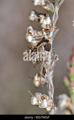 Gorse Orbweaver (Agalenatea redii) Male Orb Spider on Heather, Rarest form ZETA. Sussex, UK Stock Photo