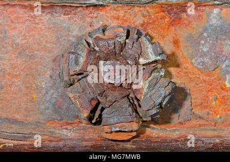 Ferrous Colors Badly Rusted Nut and Bolt. Shoreham Old Tidal Wall, Sussex, UK Stock Photo