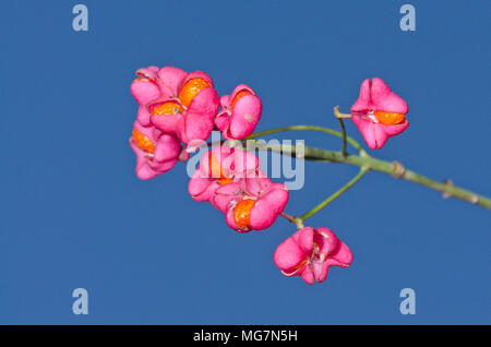 Pink & Orange Fruits of the Spindle Tree (Euonymus europaea) Natural Color in Sussex, UK Stock Photo