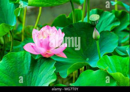 Closeup of a pink Lotus Flower surrounded by large green lotus leaves.