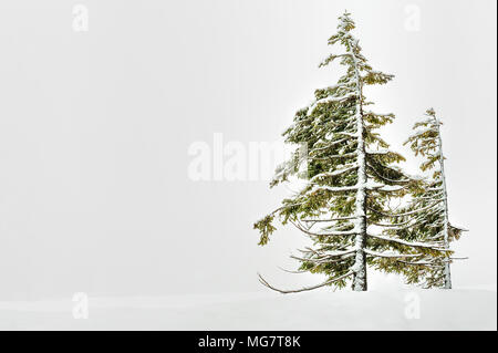 Copyspace available in this image of two wind shaped trees near Mt. Hood surrounded by snow. Stock Photo