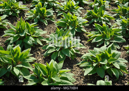 Bed of Russian Comfrey plants flowering in a garden, genus symphytum Bocking 14 cultivar also spelt comphrey, a herb which is prized by organic garden Stock Photo
