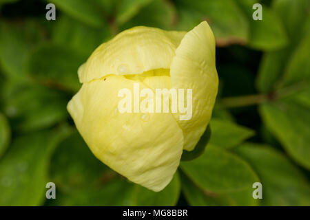 Rare Yellow Peony Stock Photo