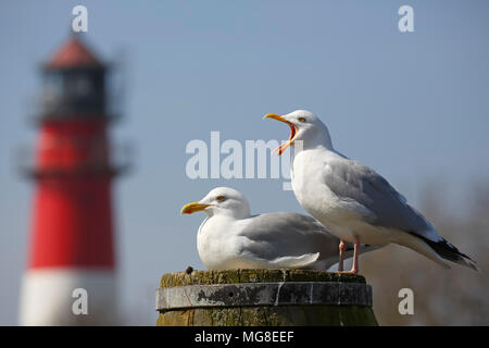 European herring gulls (Larus argentatus), animal couple sitting on a pillar in front of a lighthouse, Büsum Stock Photo