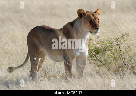 Lioness (Panthera leo) standing in dry grass, alert, watching out, Etosha National Park, Namibia Stock Photo