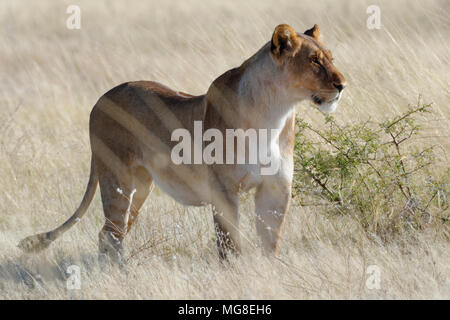 Lioness (Panthera leo) standing in dry grass, alert, watching out, Etosha National Park, Namibia Stock Photo