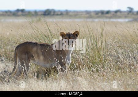 Lioness (Panthera leo) standing in tall grass, alert, Etosha National Park, Namibia Stock Photo