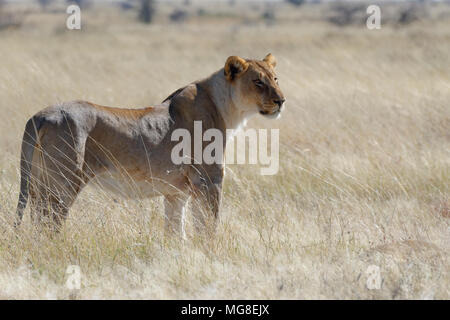 Lioness (Panthera leo) standing in tall grass, alert, watching out, Etosha National Park, Namibia Stock Photo