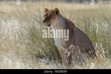 Lioness (Panthera leo) sitting in the tall grass, alert, Etosha National Park, Namibia Stock Photo