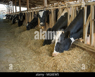 A group of cows eating fodder in a cowshed Stock Photo