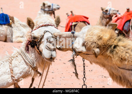 Two camels kiss each other Stock Photo