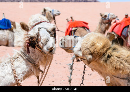 Two camels kiss each other Stock Photo