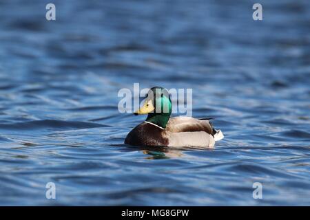 A drake mallard duck Anas platyrhynchos swimming on a blue lake Stock Photo