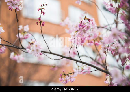 Spring cherry blossoms (Prunus subhirtella) at downtown Brussels Belgium Stock Photo