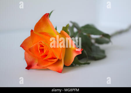 bouquet of pink flowers of many colors laid on a light wooden table and on a white background Stock Photo