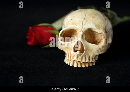 an evil human skull with a red rose in the background and on a black background Stock Photo