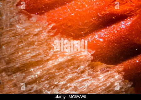 Orange pencil tip under the microscope. Closeup macro photography. Stock Photo