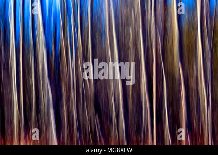 Abstract motion blurred of trees in forest. Stock Photo