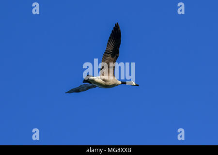 A canada goose flies overhead against a bright blue sky Stock Photo
