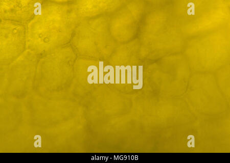 Yellow pepper under the microscope. Stock Photo