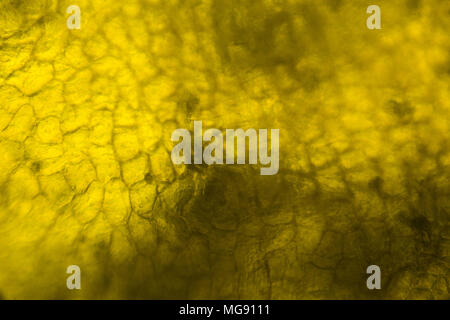 Yellow pepper under the microscope. Stock Photo