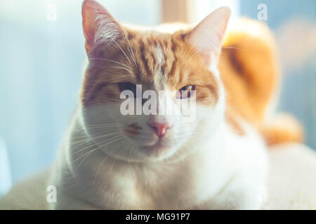 portrait of a young ginger cat enjoying the sun Stock Photo