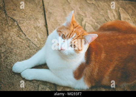 young ginger cat enjoying himself in the garden Stock Photo