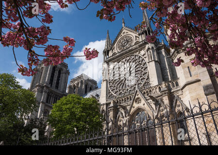 Rose window and south transept, Notre Dame Cathedral, Ile de la Cité, Paris, France Stock Photo