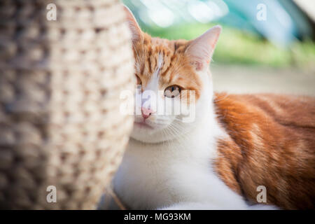 young ginger cat enjoying himself in the garden Stock Photo