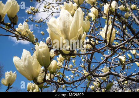 Beautiful Blooming Magnolia Trees in Central Park, NYC, USA Stock Photo