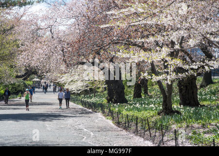 Springtime Activity on the Bridle Path in Central Park, New York City, USA Stock Photo