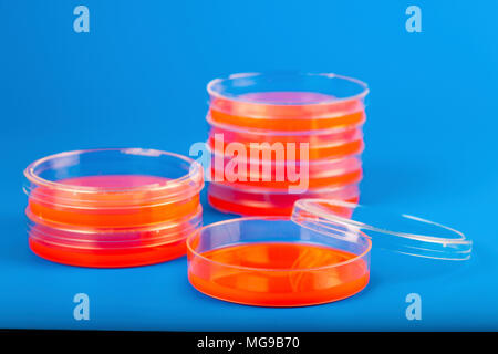 Petri dishes with blood agar. Stock Photo