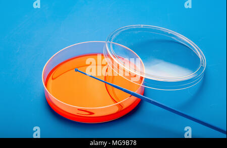 Petri dishes with blood agar. Stock Photo