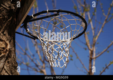 Basketball hoop hung on (attached) a tree Stock Photo