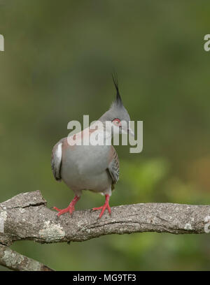 Australian Crested Pigeon found in most parts of Australia. Stock Photo