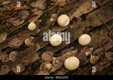 Puffball mushrooms growing in the forest in Savoy, Massachusetts Stock Photo