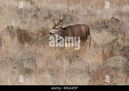 Mule Deer buck. California, Tulelake, Tule Lake National Wildlife Refuge, Winter Stock Photo