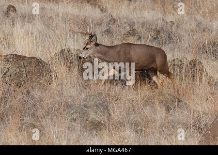 Mule Deer buck. California, Tulelake, Tule Lake National Wildlife Refuge, Winter Stock Photo