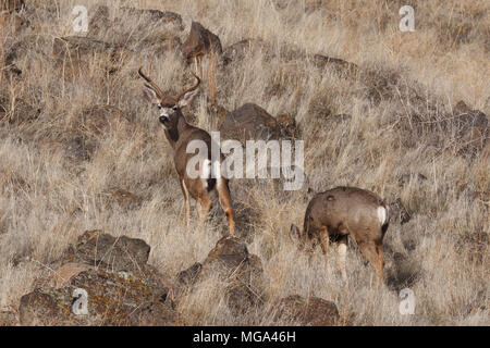 Mule Deer buck. California, Tulelake, Tule Lake National Wildlife Refuge, Winter Stock Photo