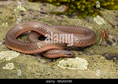 Eastern worm snake - Carphophis amoenus Stock Photo