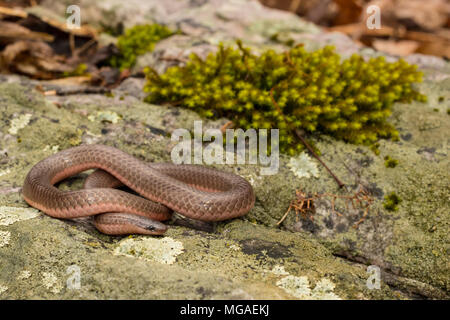 Eastern worm snake - Carphophis amoenus Stock Photo