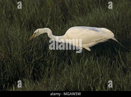 Great White Egret (Ardea alba modesta) adult hunting at edge of marsh  western Taiwan             April Stock Photo