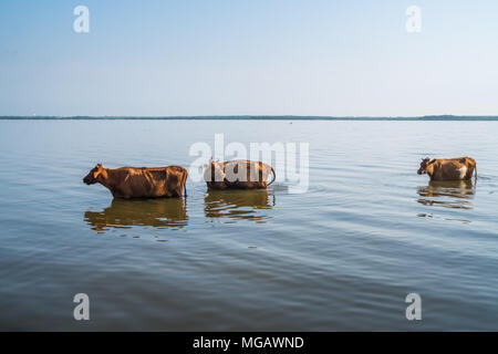 Cows swim in Paliastomi lake, Samegrelo, Geogria. Stock Photo